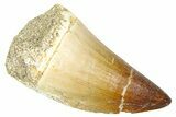 Fossil Mosasaur (Thalassotitan) Tooth - Morocco #374534-1
